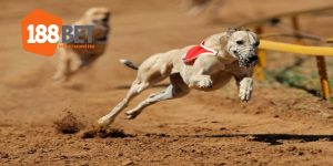 Cược Đua Chó - Hình Thức Hấp Dẫn Tại Sân Chơi 188BET